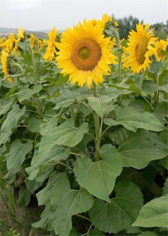 Helianthus_annuus